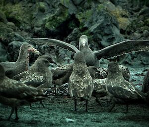 A group of Northern giant petrels and skuas stand in a circle on the beach