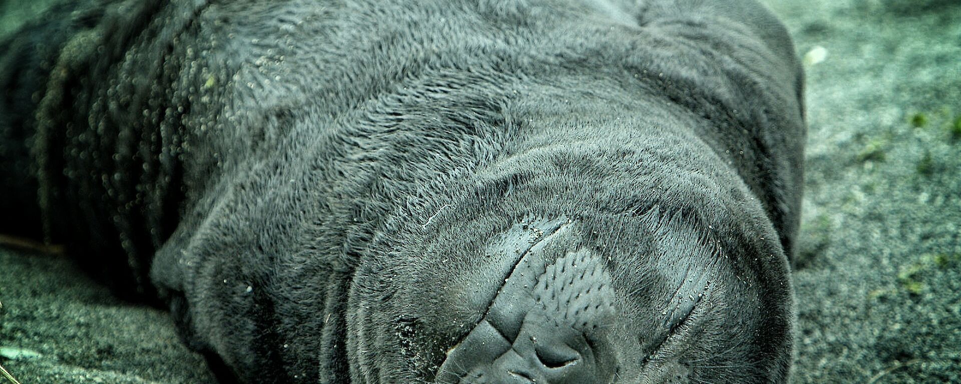 A brown elephant seal pup lays on its back sleeping