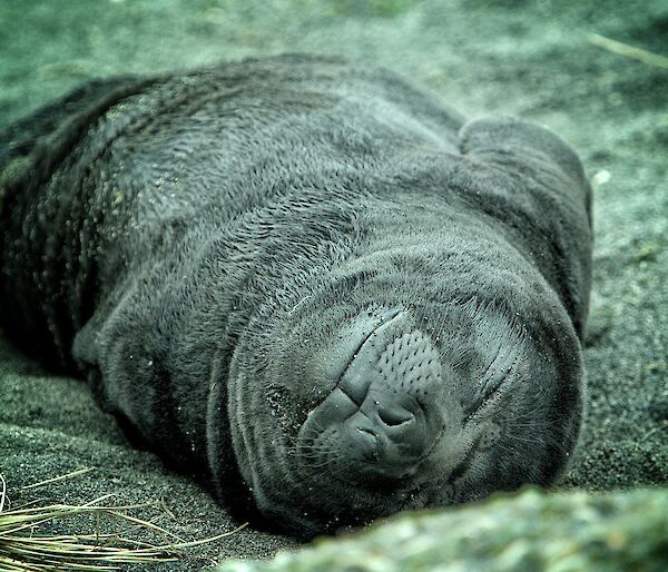 A brown elephant seal pup lays on its back sleeping