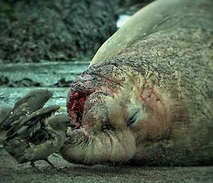 A skua is pecking at the bleeding nose of an elephant seal bull