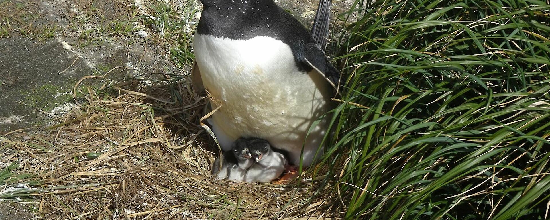 A balck and white gentoo penguin with orange feet sits on a nest with two chicks
