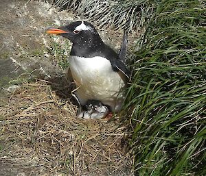 A balck and white gentoo penguin with orange feet sits on a nest with two chicks