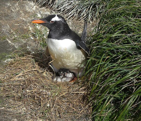 A balck and white gentoo penguin with orange feet sits on a nest with two chicks