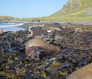 Grey and brown giant petrel birds are feeding off a dead elephant seal bull