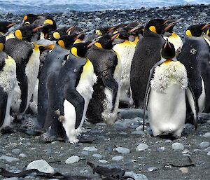 a group of king penguins are in various states of moult, some with down, some with feathers