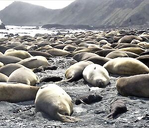 a harem of elephant seal cows and pups lay on a beach with mountains in the background