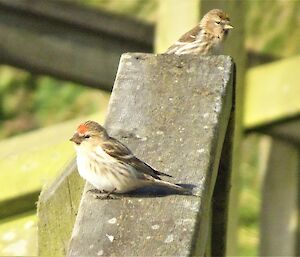 two redpoll birds rest on a wooden beam