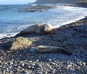 a thin leopard seal lays on a rocky beach near an elephant seal