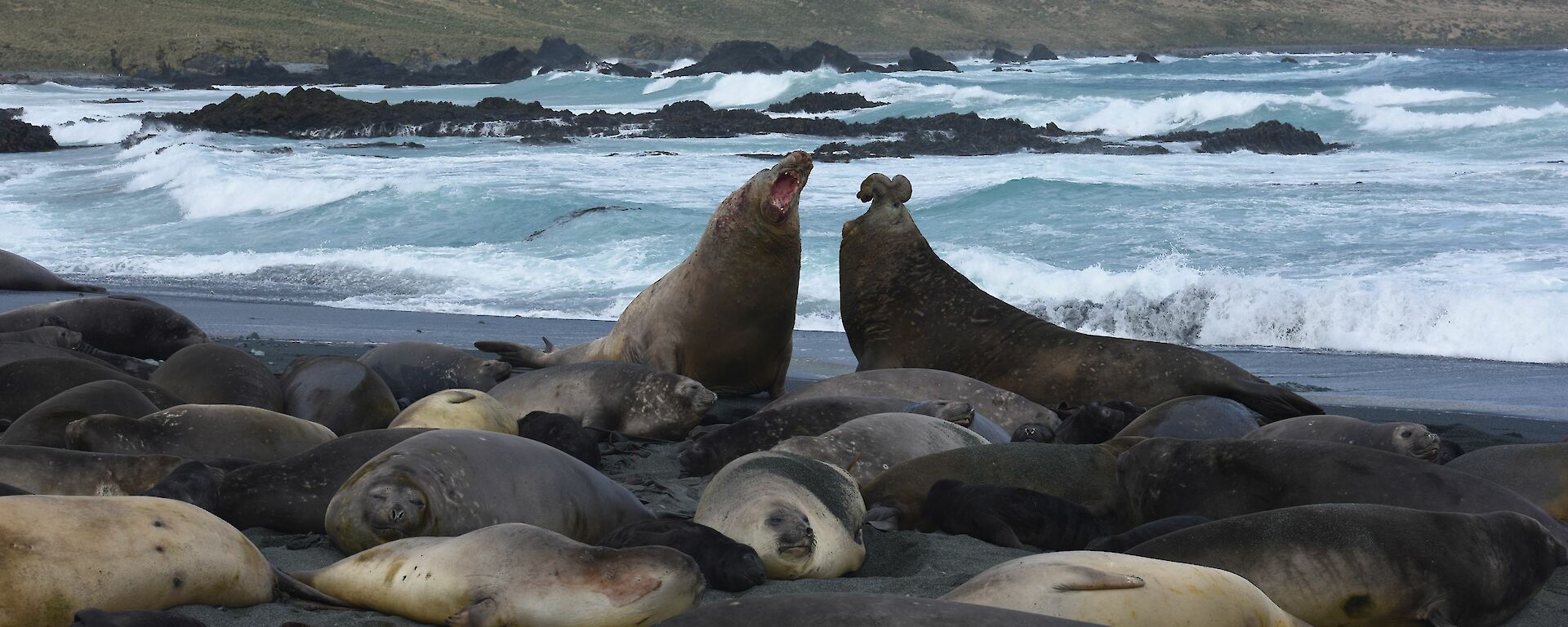 Two male elephant seal bulls clash with waves in the background