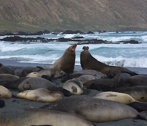 Two male elephant seal bulls clash with waves in the background