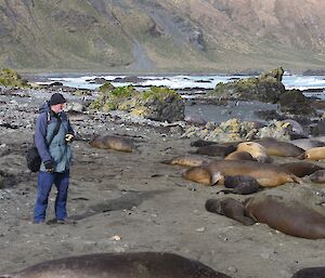 A man stands on a beach counting elephant seals