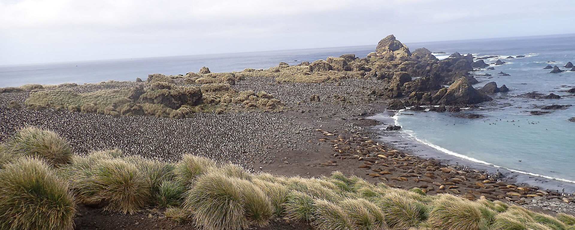 A headland covered with penguins and seals