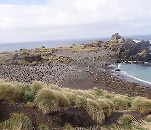 A headland covered with penguins and seals