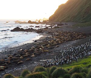 A beach at sunset is covered with penguins and elephant seals