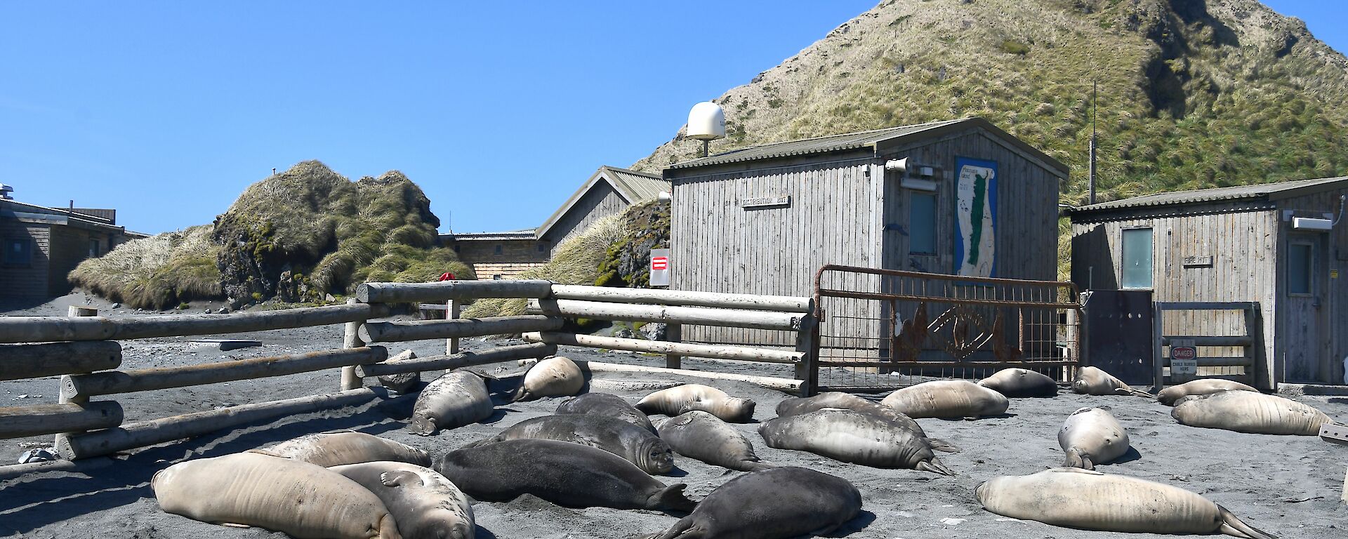 18 Elephant seal weaners are lying in front of a wooden fence and building