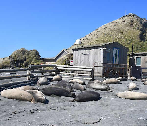 18 Elephant seal weaners are lying in front of a wooden fence and building