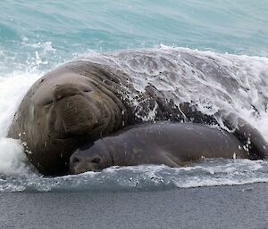 An elephant seal bull has his flipper around a female cow on the shoreline
