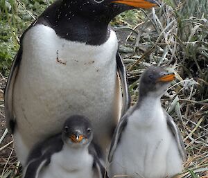 A parent gentoo sits on a nest with two gentoo chicks