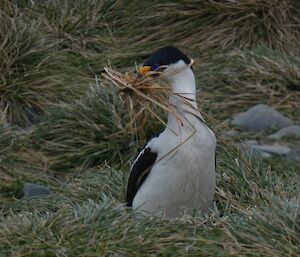 A shag has fried tussock in its beak