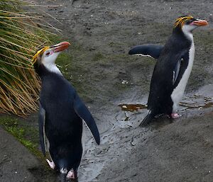 two Royal penguins walk along a creek bed