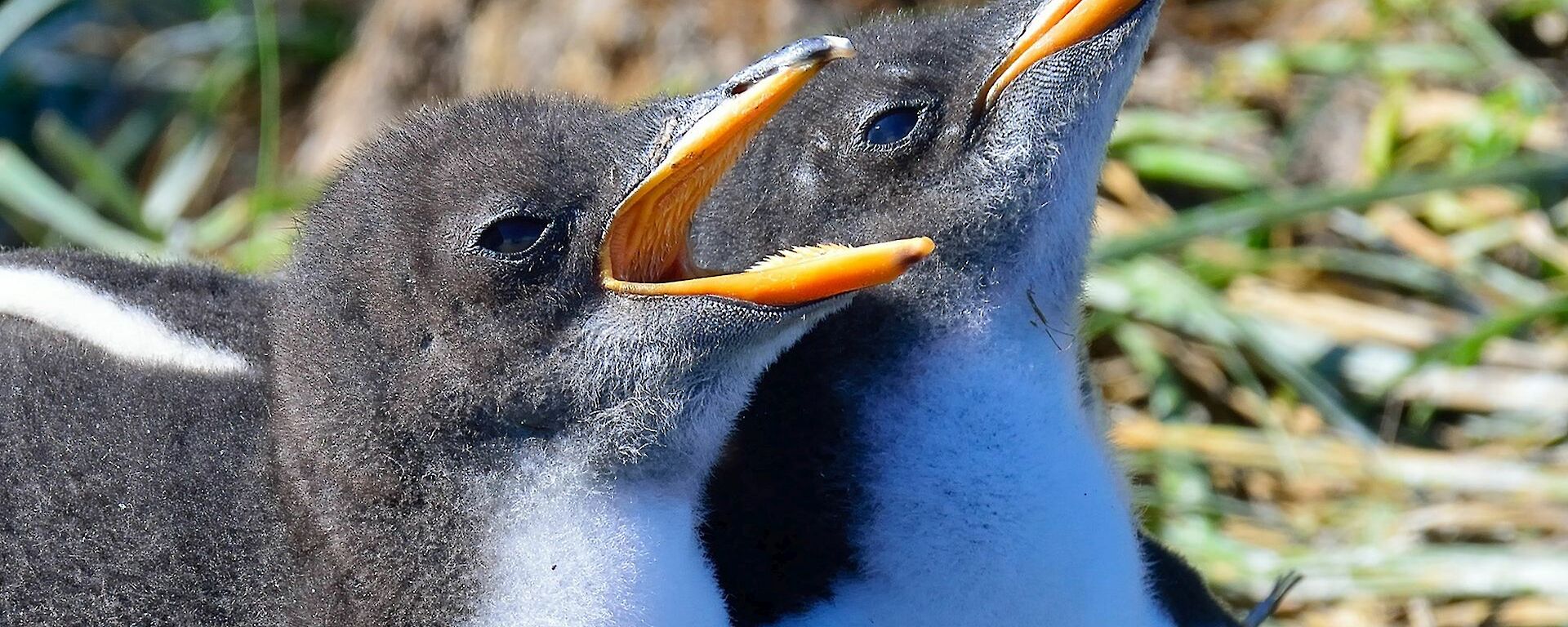 a pair of gentoo chicks sit on a nest, one with beak open