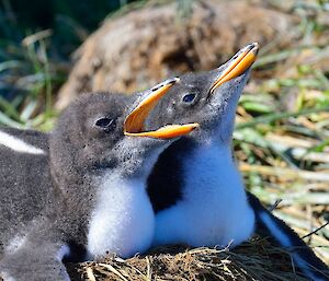 a pair of gentoo chicks sit on a nest, one with beak open