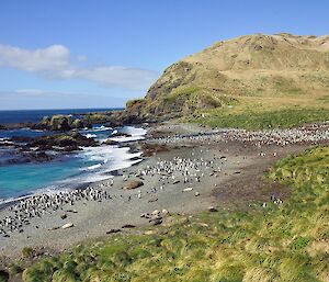 a wide Blue water, blue sky and a beach has many royal penguins and elephant seals