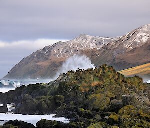 a wave pushes up behind a rocky outcrop with a Cormorant on it