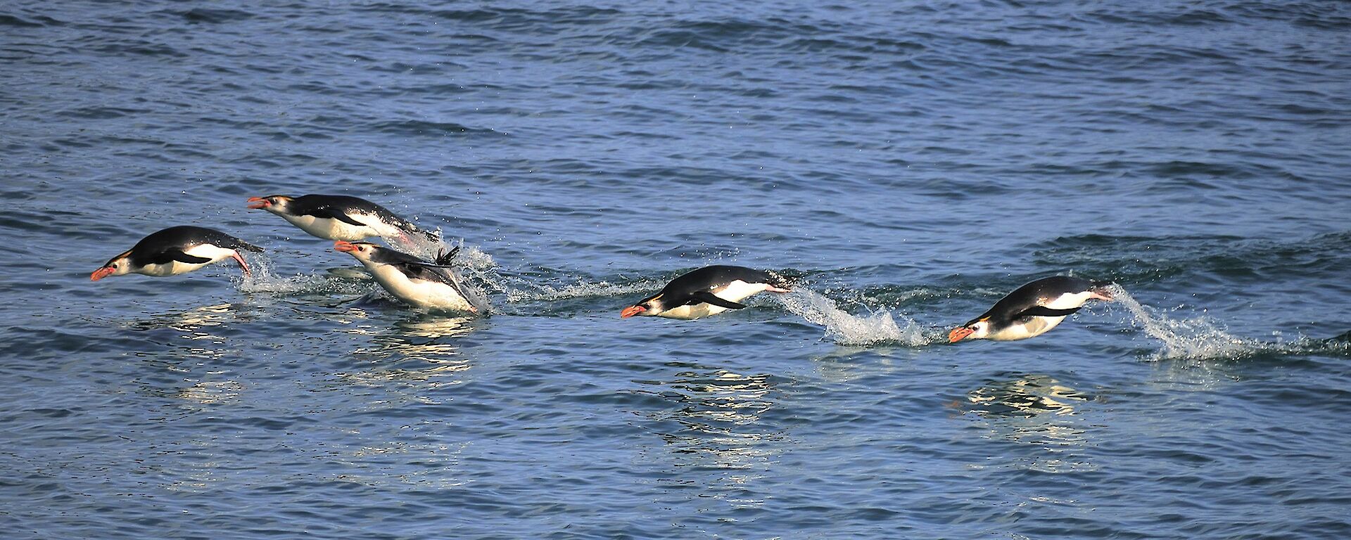 5 royal penguins are porpoising in the water