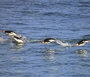 5 royal penguins are porpoising in the water