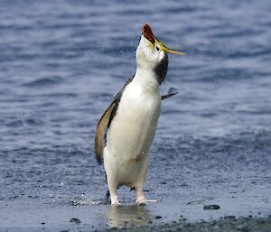 a royal penguin shakes its crest with water droplets coming off it