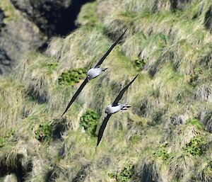 two sooty albatross fly side by side in the air