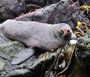 a long nose fur seal lays on a rock