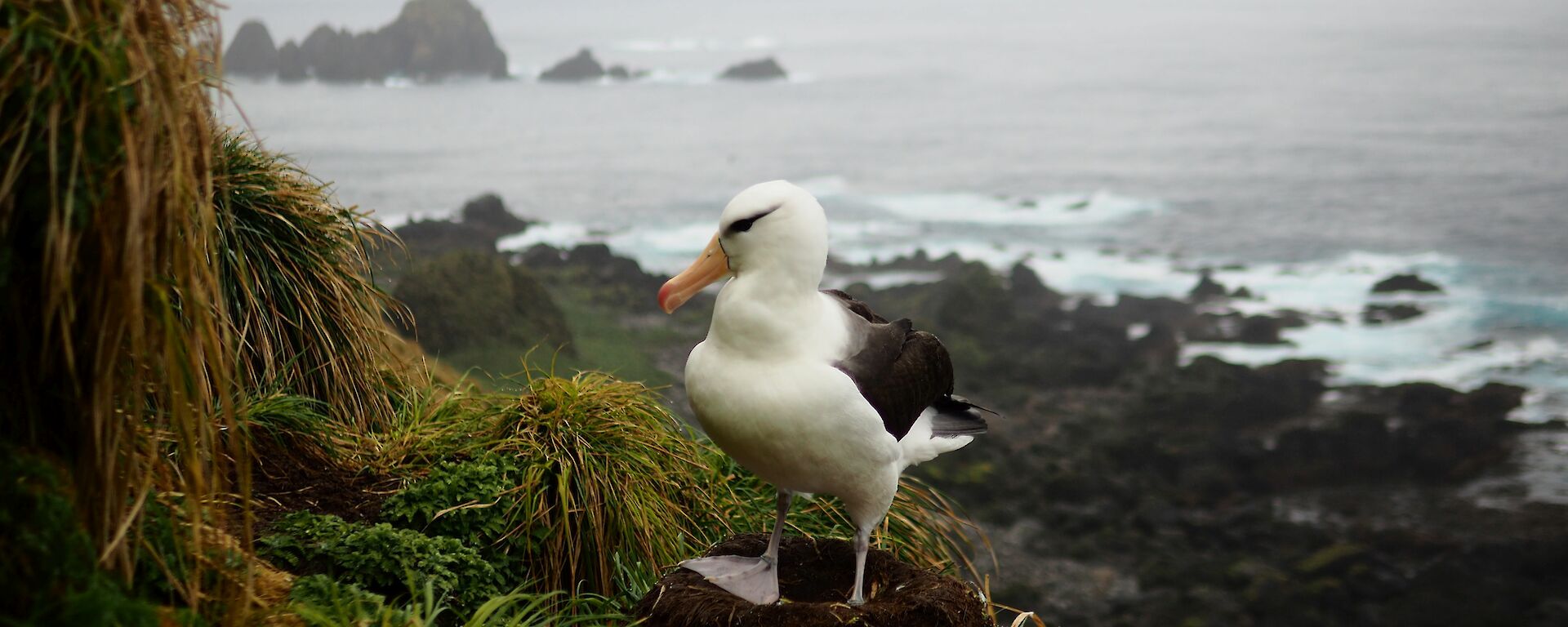 A black browed albatross sits on a nest on the edge of a steep cliff