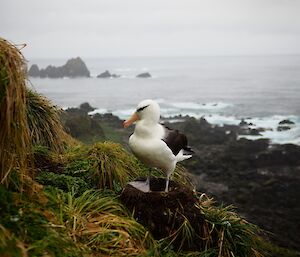 A black browed albatross sits on a nest on the edge of a steep cliff