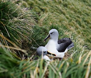 tow grey headed albatross sit near each other on a grassy slope