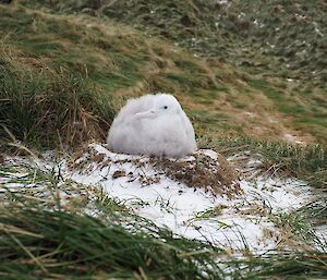 a fluffy white albatross chick sits on a nest covered in a dusting of snow