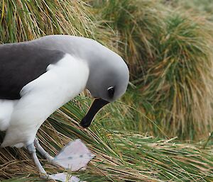 a grey headed albatross appears to be looking down at the metal bands around its legs
