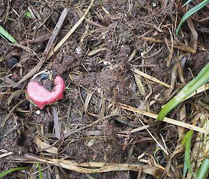 a red plastic bottle top sits amongst grass and dirt