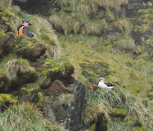 A woman sits on a grassy cliff edge observing a grey headed albatross on a nest