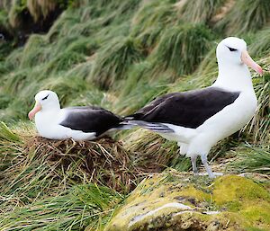 Two black browed albatross sit near each other on a grassy cliff edge