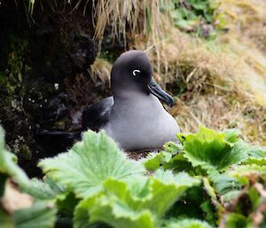 A light mantled albatross sits on a nest in front of green cabbage leaf