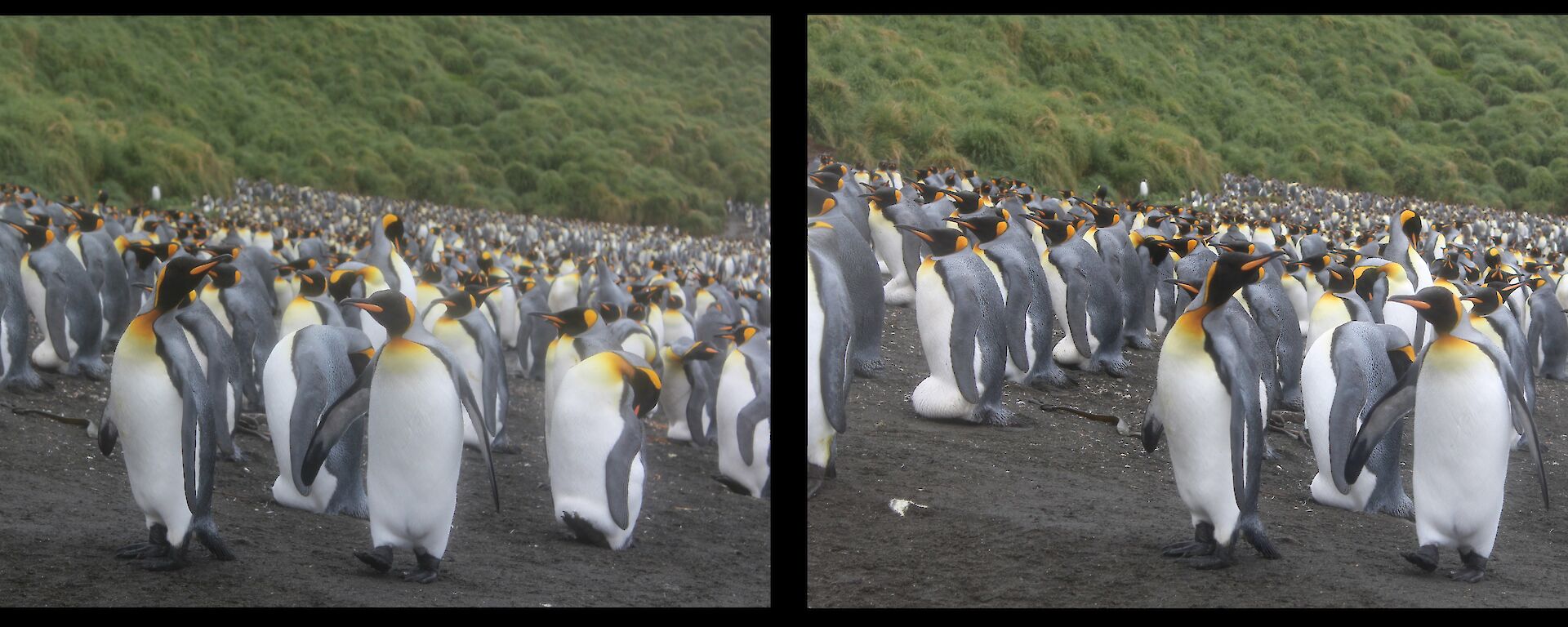 a pair of photos side by side show a colony of King penguins