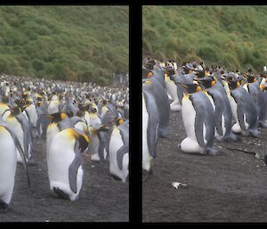 a pair of photos side by side show a colony of King penguins