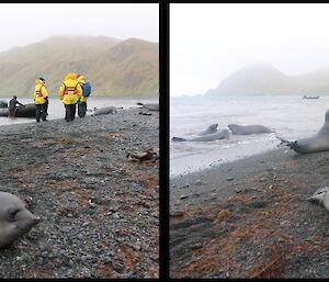 a pair of side by side photos show a weaner elephant seal on the beach and in the foreground