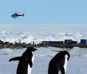 Resupply helicopter and Adélie penguins at Dumont d'Urville