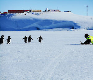 Expeditioner lying on sea ice photographing Adélie penguins at Dumont d'Urville