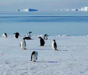 Adélie penguins, icebergs in distance at Dumont d'Urville