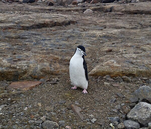 A rare sighting of a chinstrap penguin at Mawson Station.