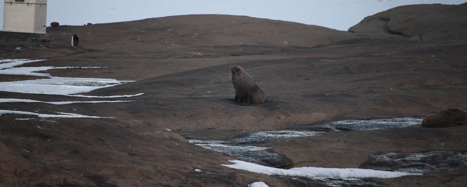 An Antarctic fur seal visiting Mawson station.